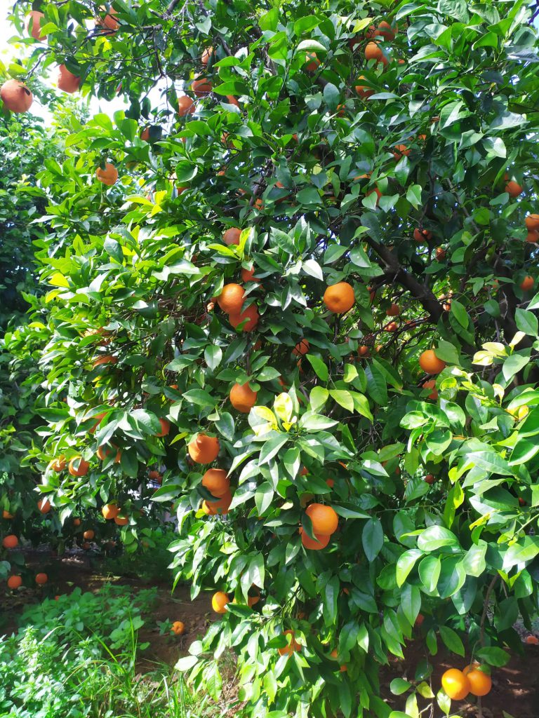 naranja ecológica amarga - naranjas ecológicas sevilla