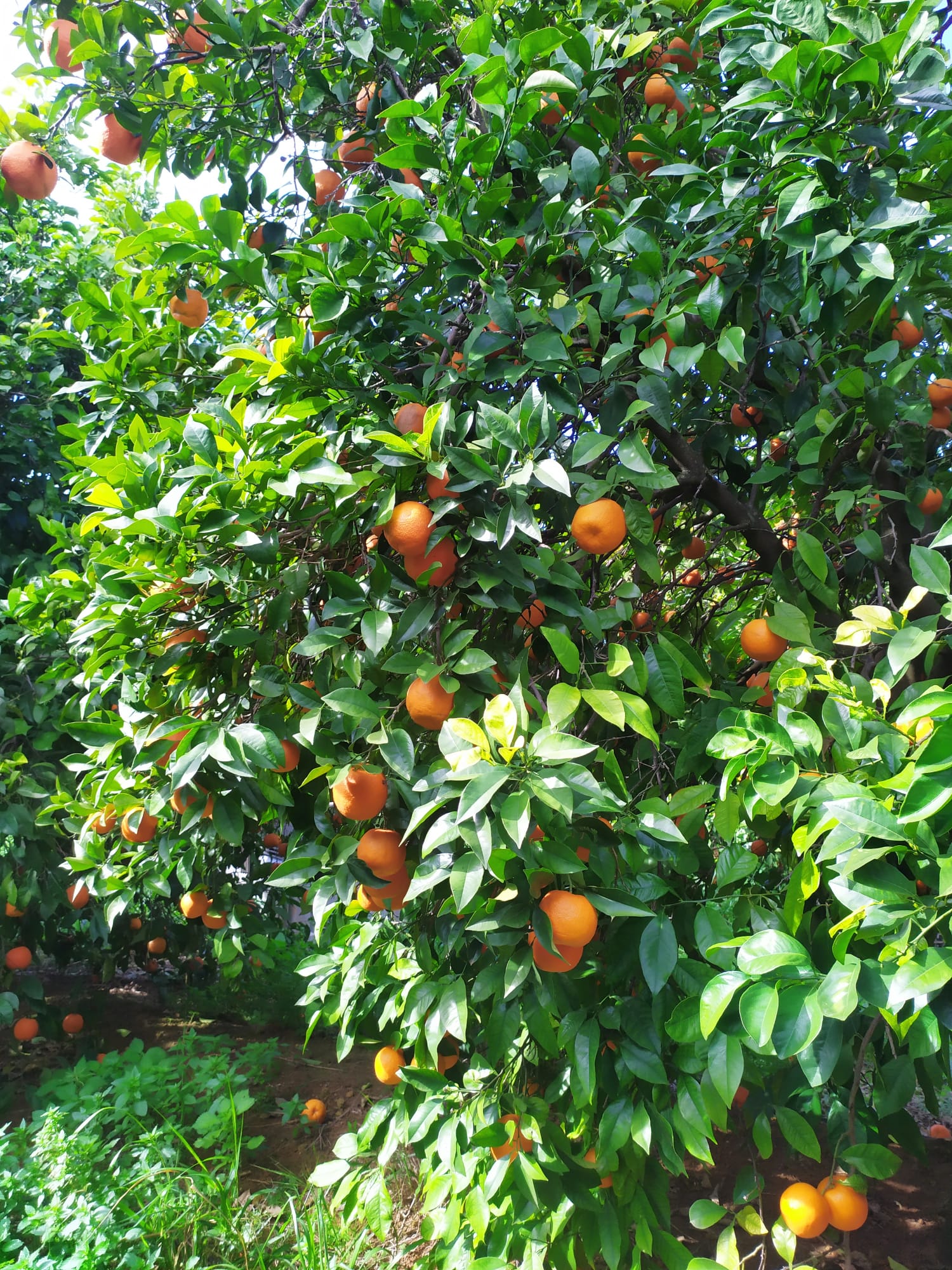 naranjas ecológicas sevilla