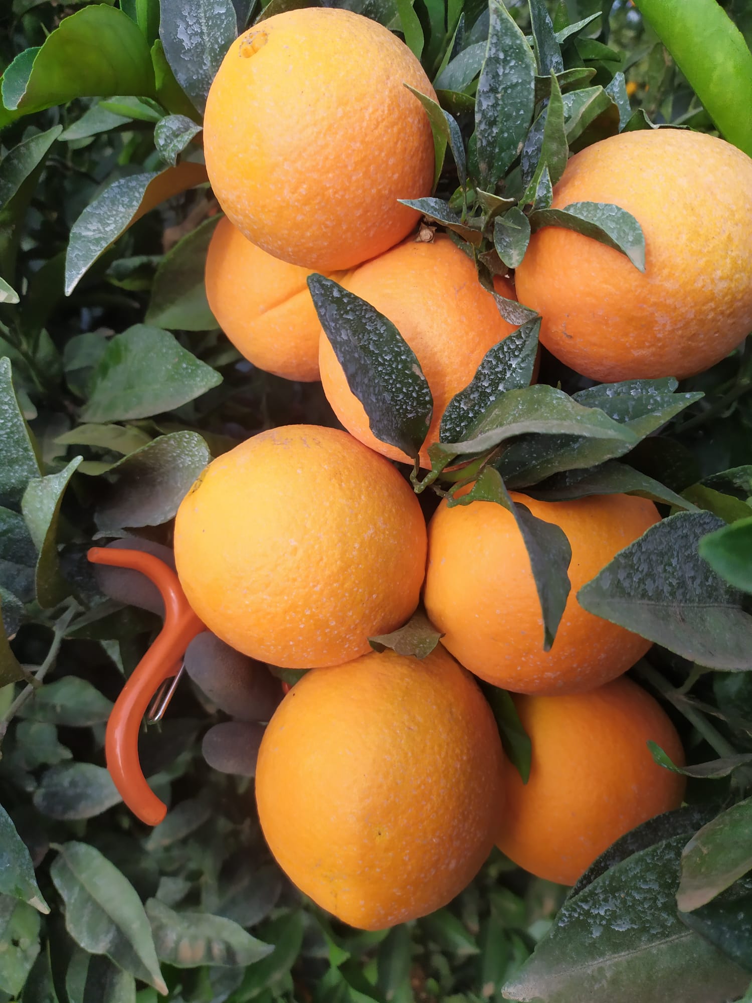 naranjas ecológicas de sevilla