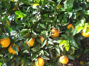 naranjas ecológicas de andalucía