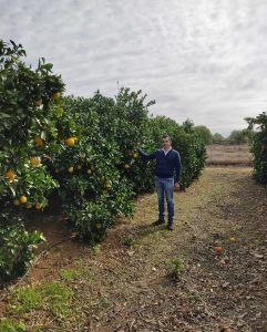 naranja ecológica Sevillana